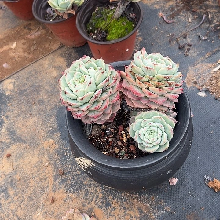 y***è多肉植物实物185