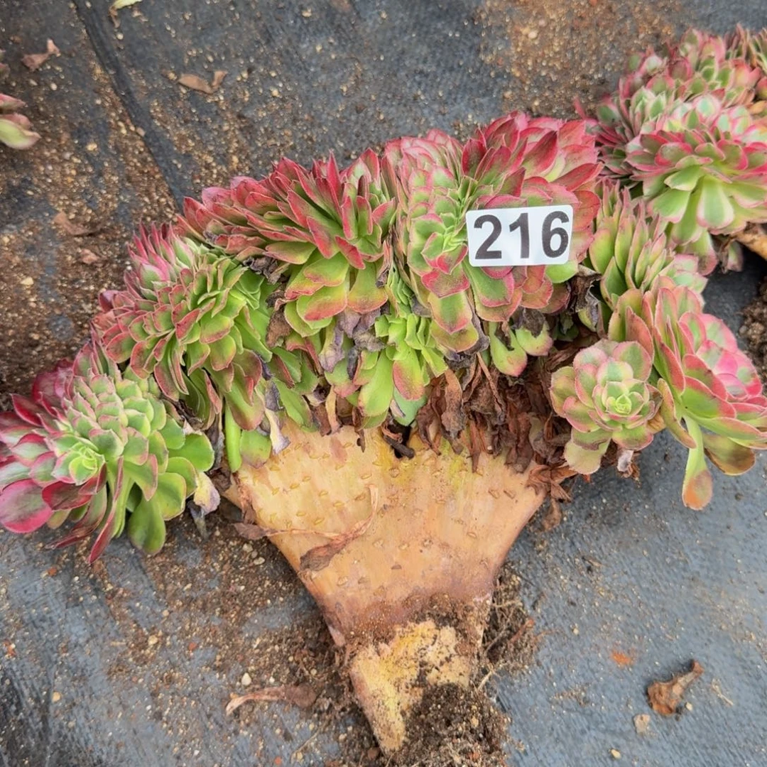 鹤***宝216多肉植物轮回缀