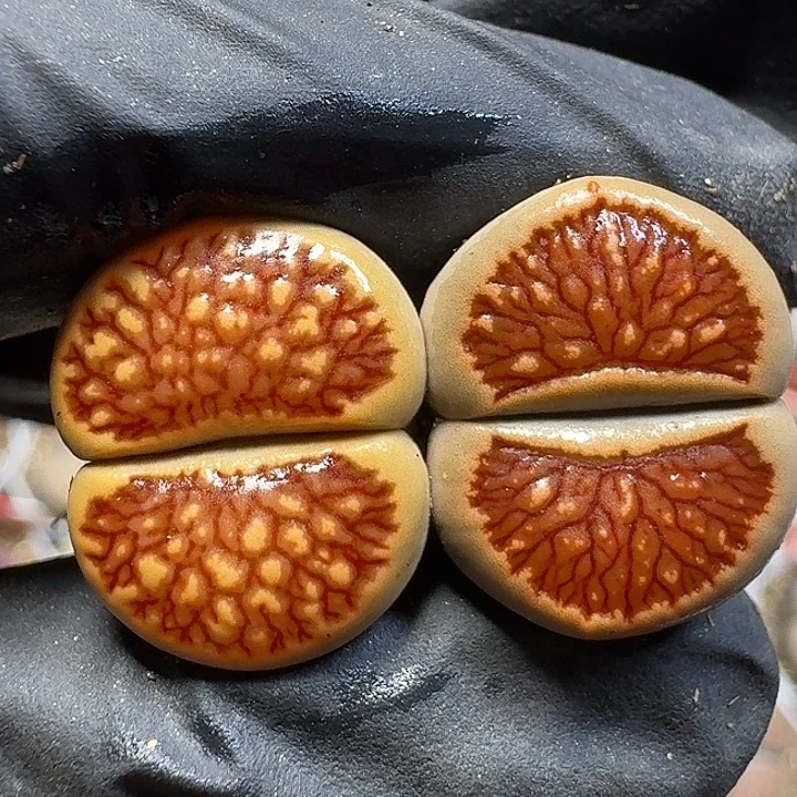 生石花111111。   133