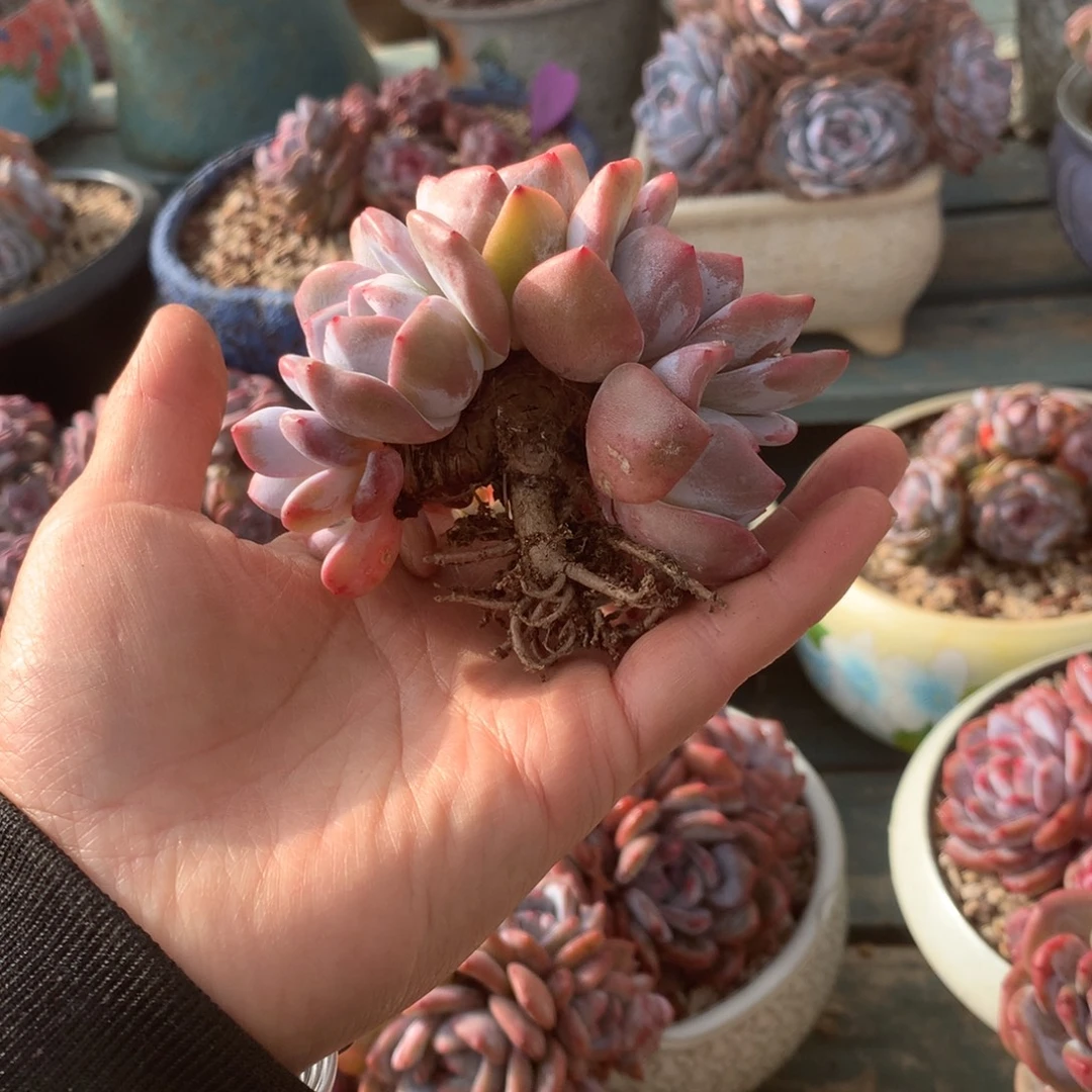 无花朵无砍哈哈哈哈哈哈哈30