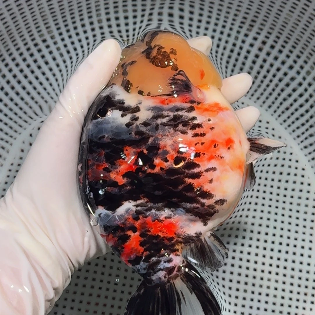 海水鱼精品金鱼金鱼