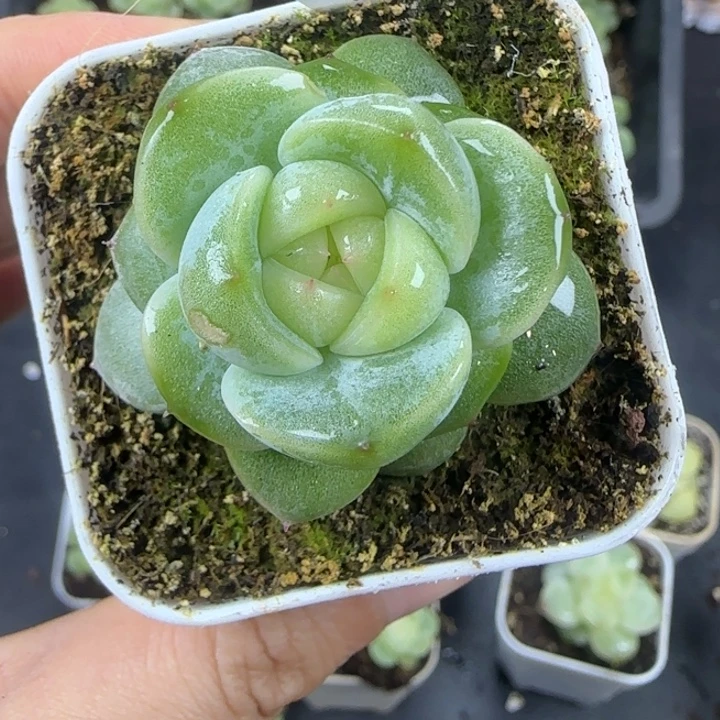 174东篱下多肉哈哈哈哈哈