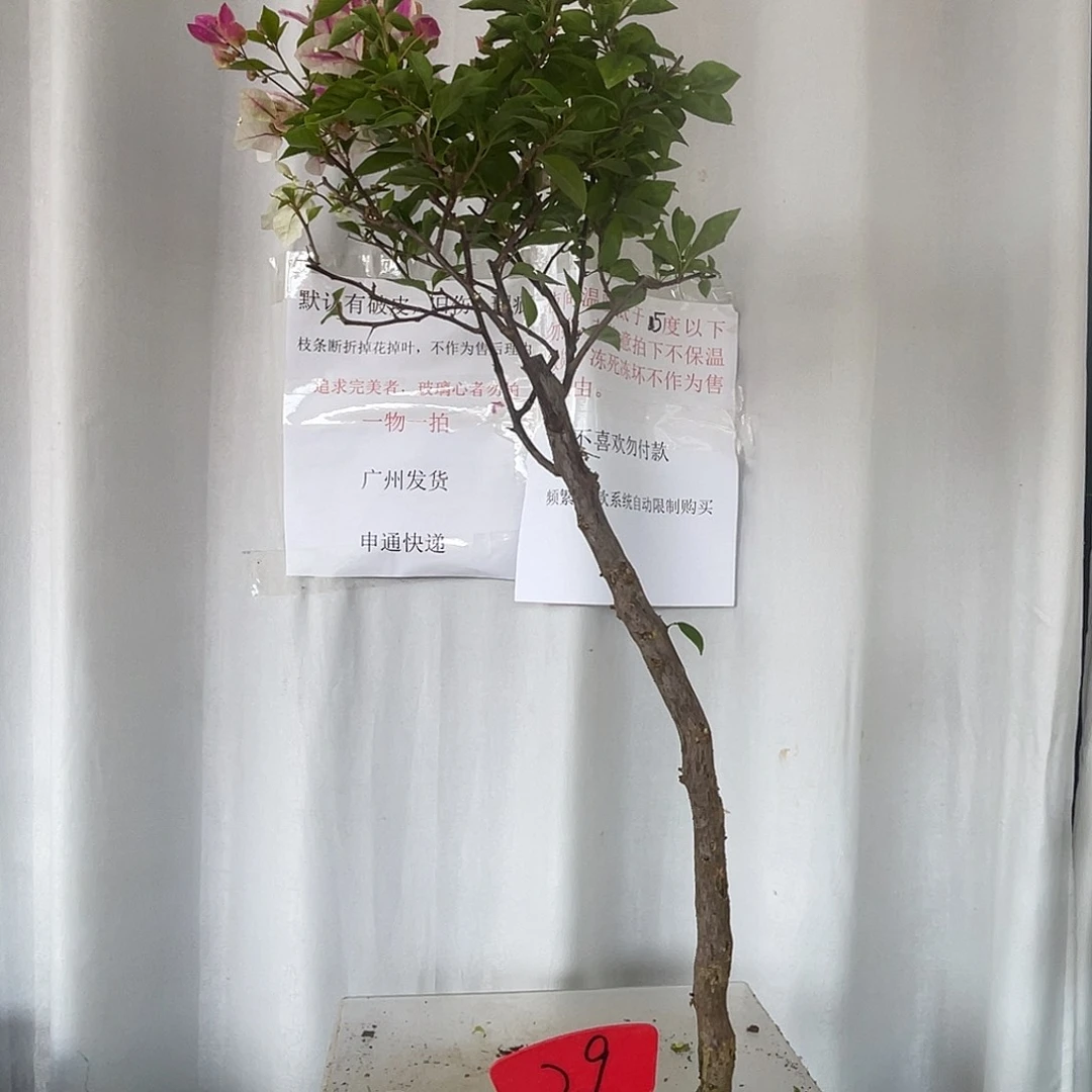 当前无花栽培后可以开花29章红樱，105厘米