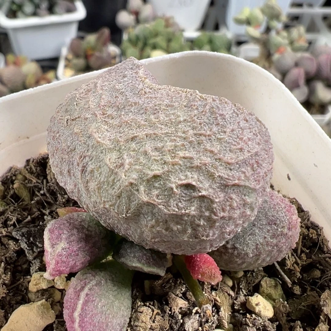 w哈莫猪肝多肉植物水泡