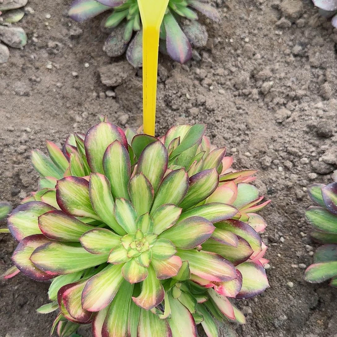 2-432多头多肉植物