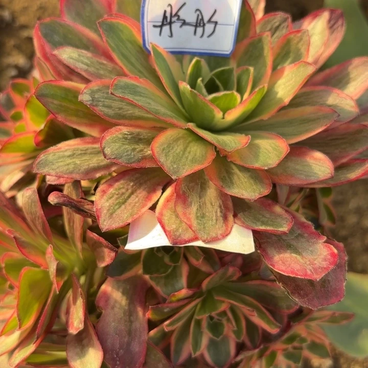 彤***彤彤彤魅金玫瑰锦捧花