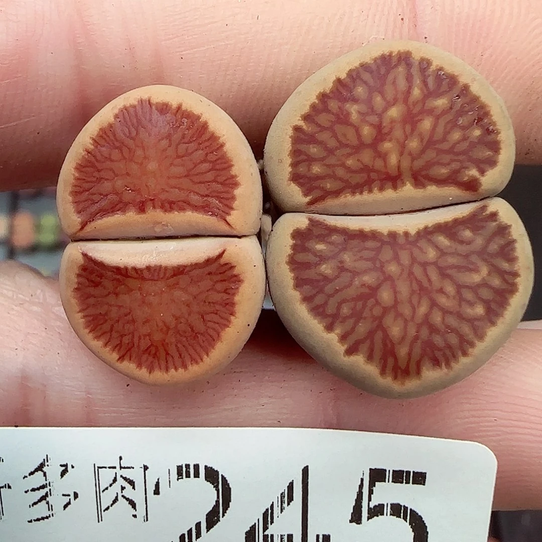 满满18包邮1222-245