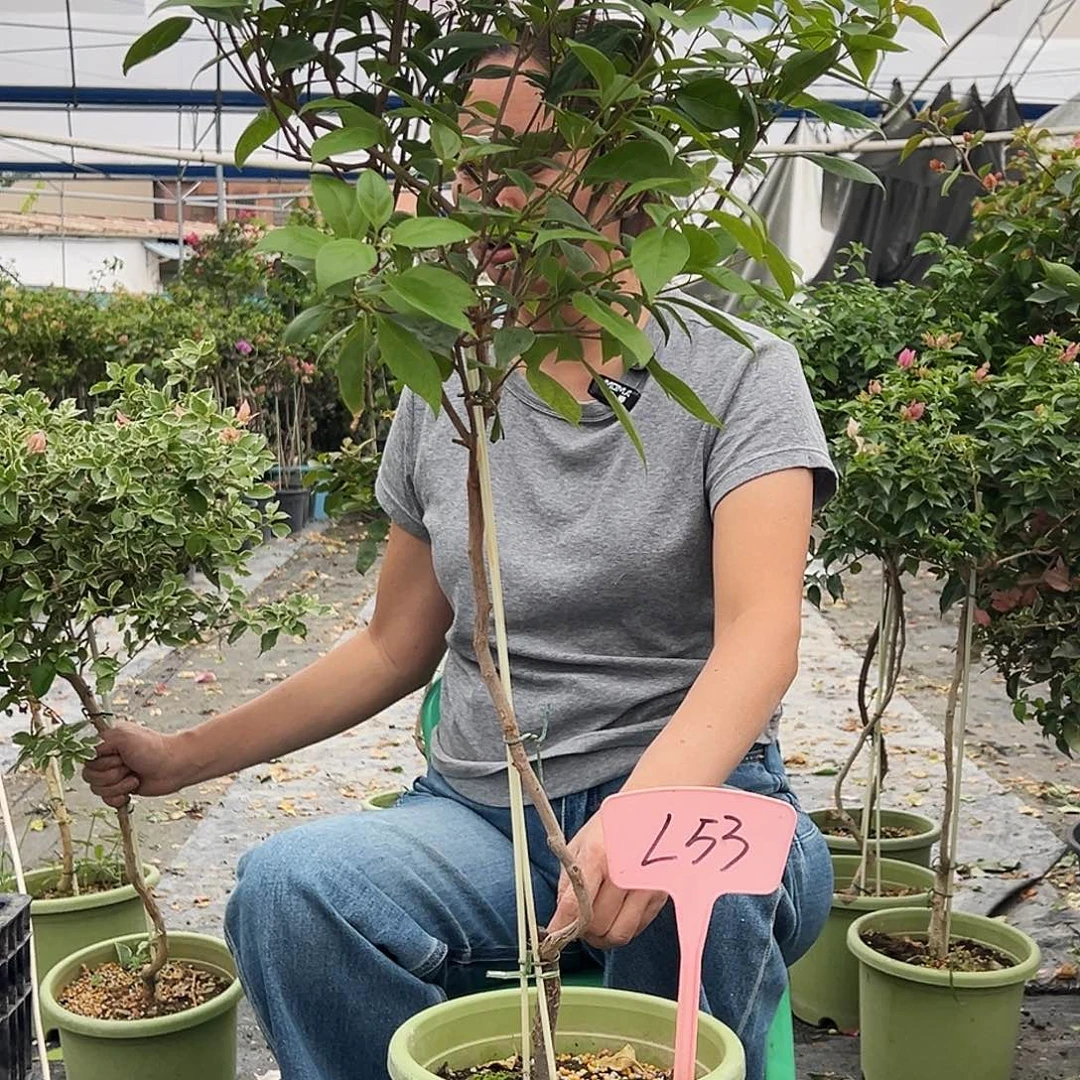 一****大部分花苞少量开放L53金发