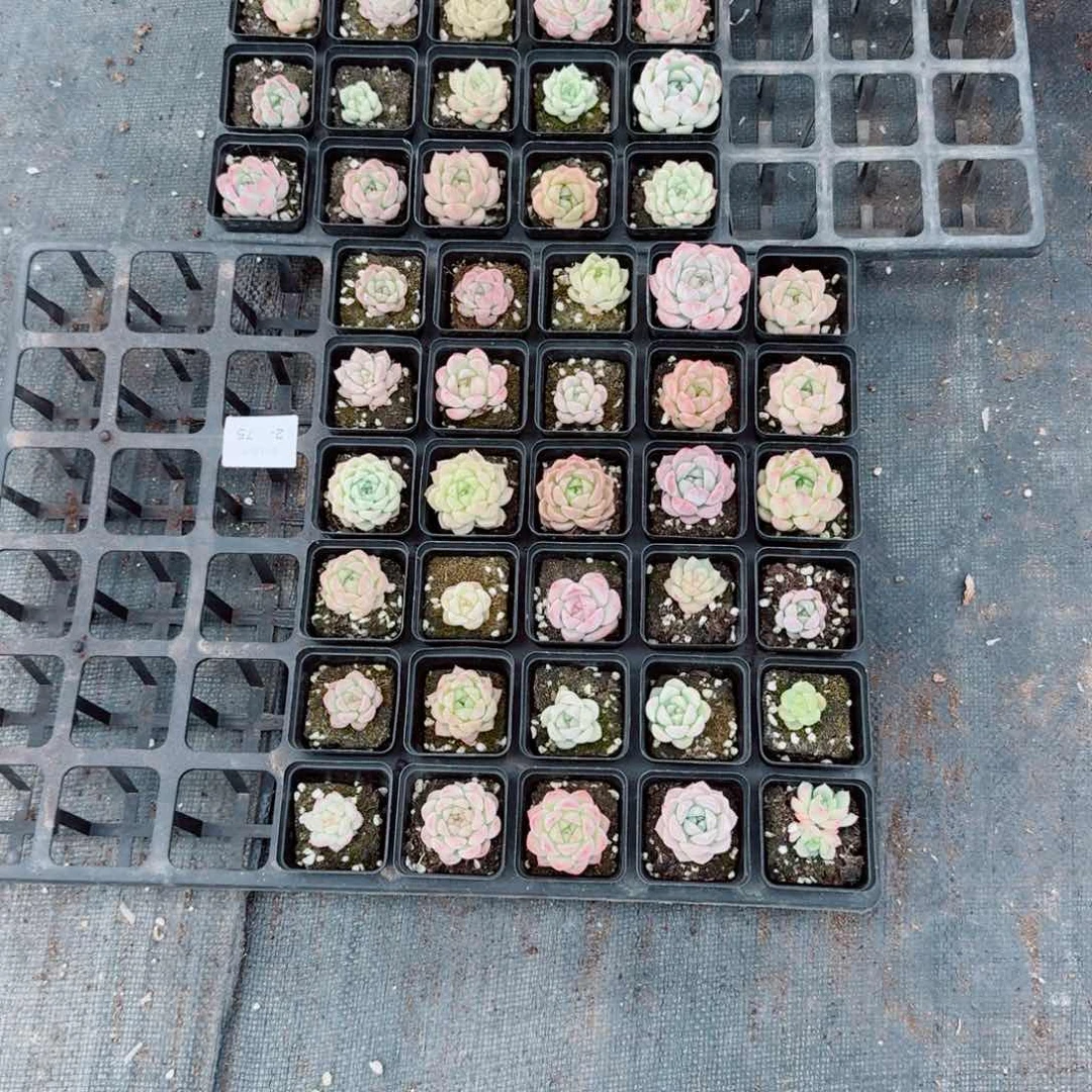 2-75珍妮三十颗量拍