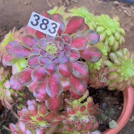 。***z多肉植物一个法师