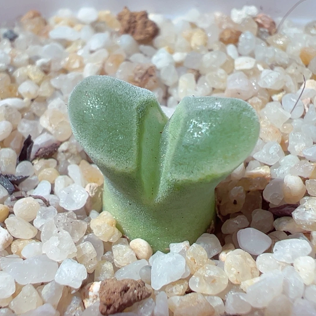 1224-525多肉多日