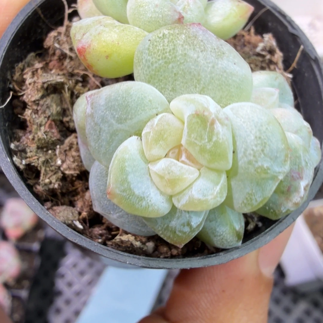 84 号到手一筐江北多肉