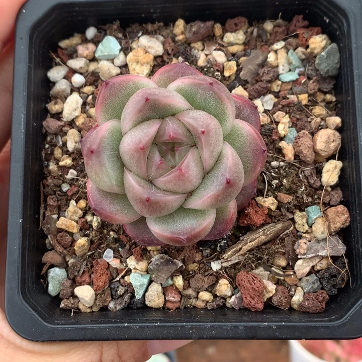 新品厚叶珍妮多肉