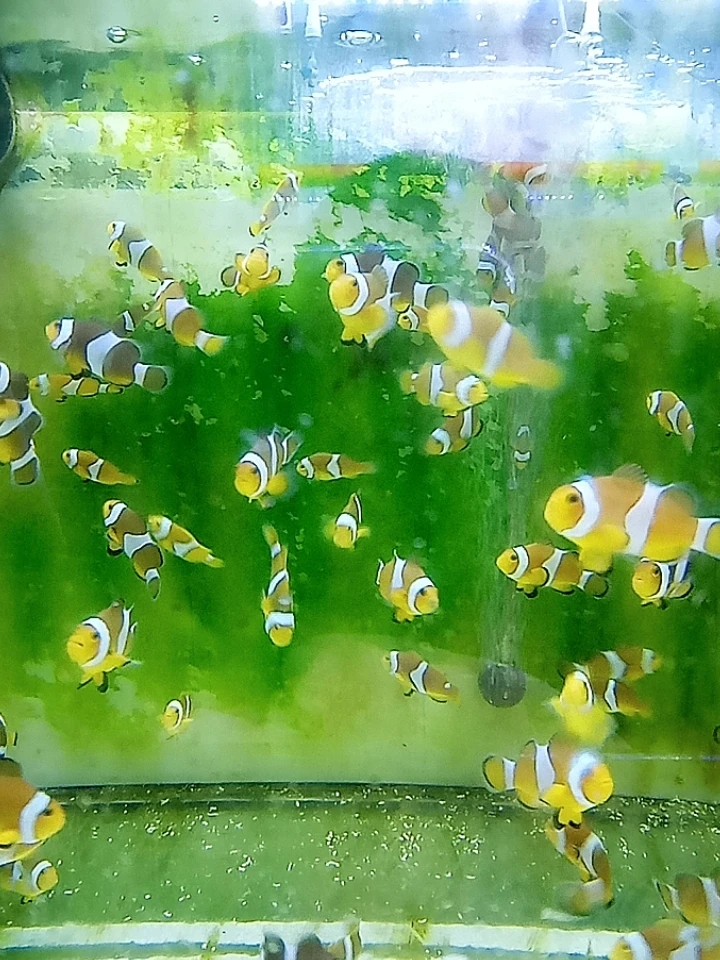 断纹开腮小丑鱼海水观赏鱼适合新手练手饲养
