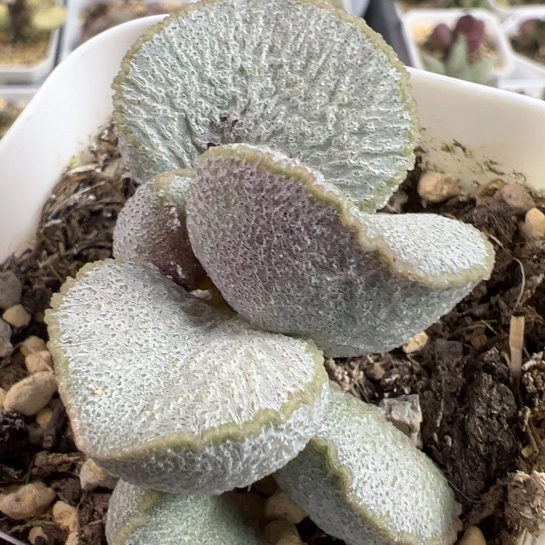 900号磨砂蛋多头纯木质桩多肉植物