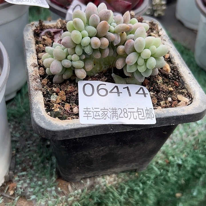 幸运儿是一位非常优秀且非常