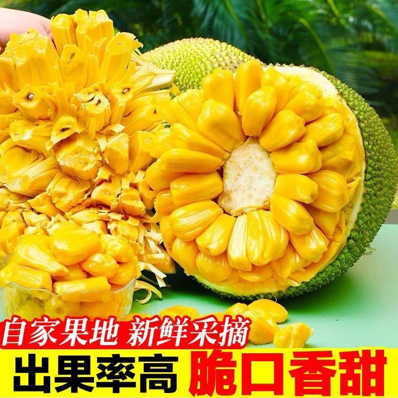 【直播选果】海南菠萝蜜一整个干苞脆甜新鲜水果包邮当确认熟了再切