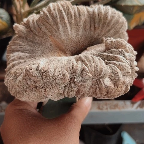 563仙人球福利来啦