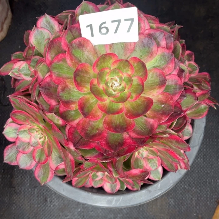 新品赤子心特价多肉