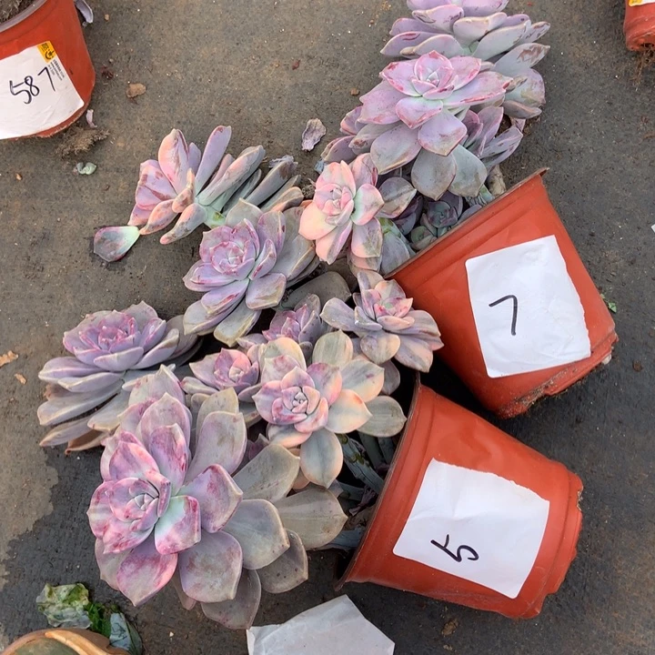 ，***子紫乐锦5.7 晓晓一物一拍