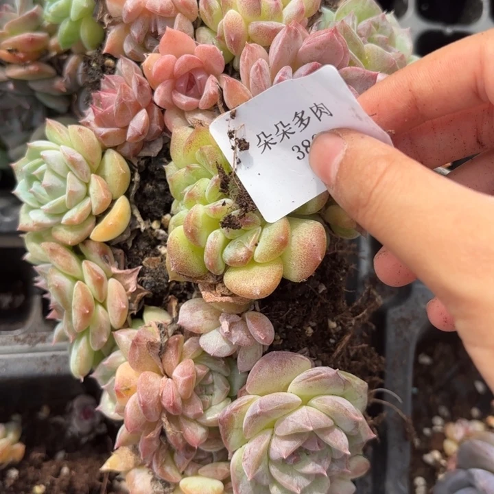 闪购380雨雨雨雨雨雨雨雨