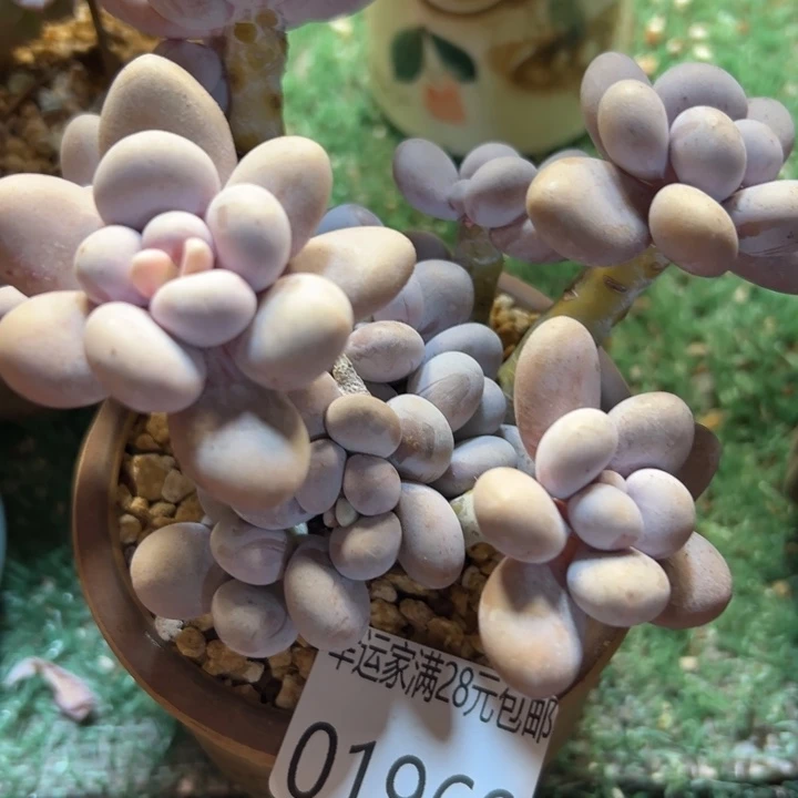 幸运儿的一句台词我幸运