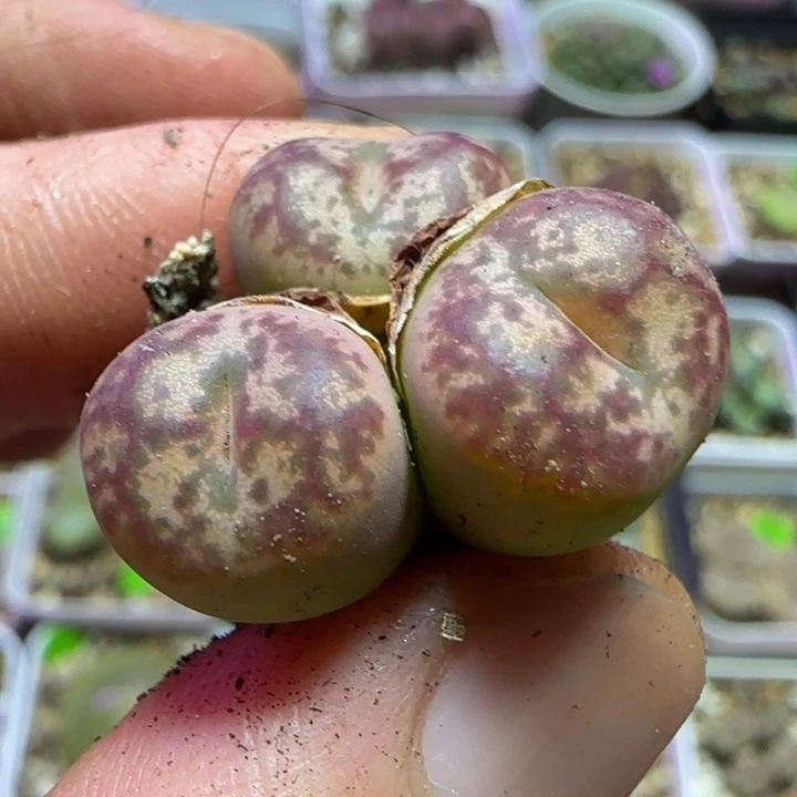 杂交漂亮多肉植物169