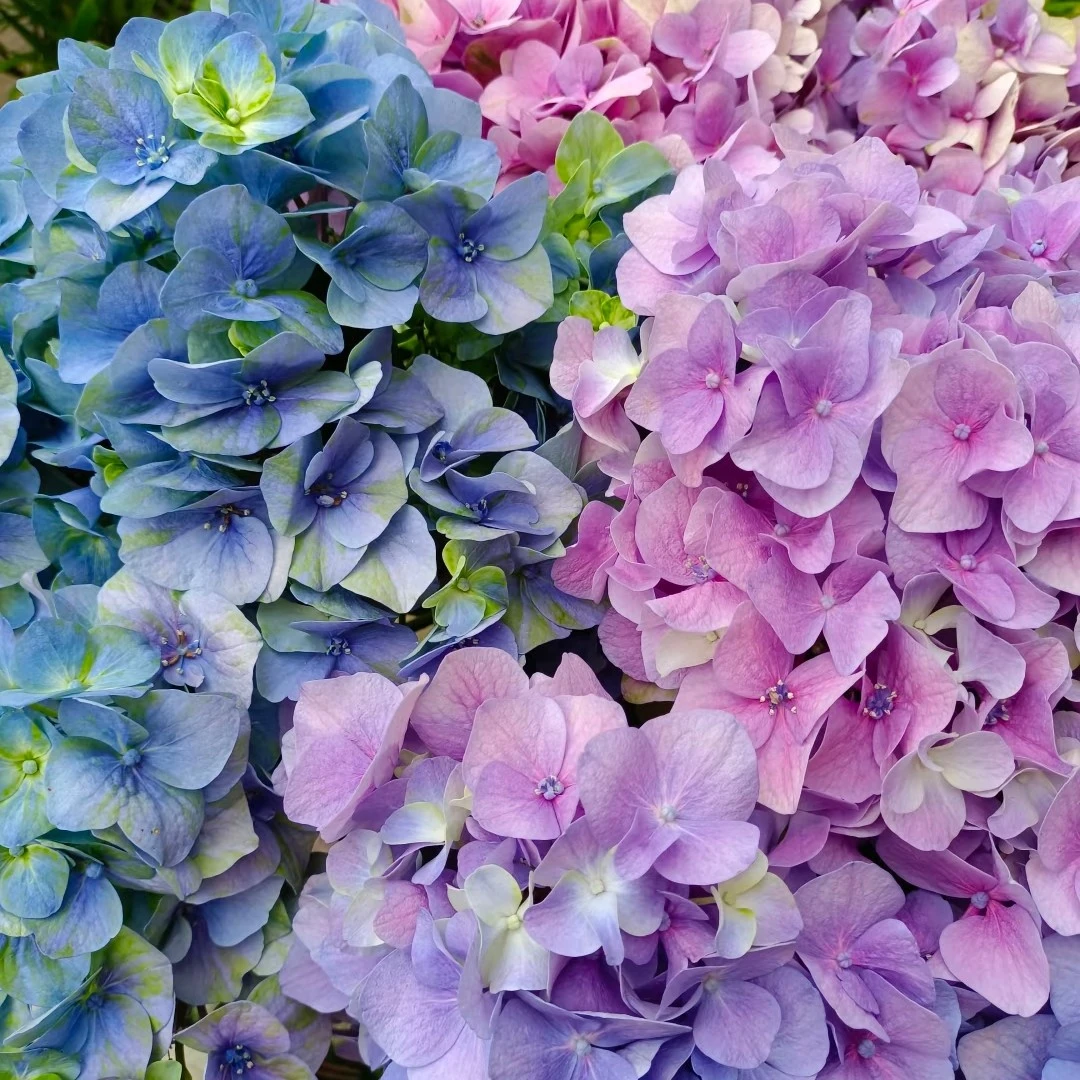 绣球花组合5颗（不同品种）附+一颗新品