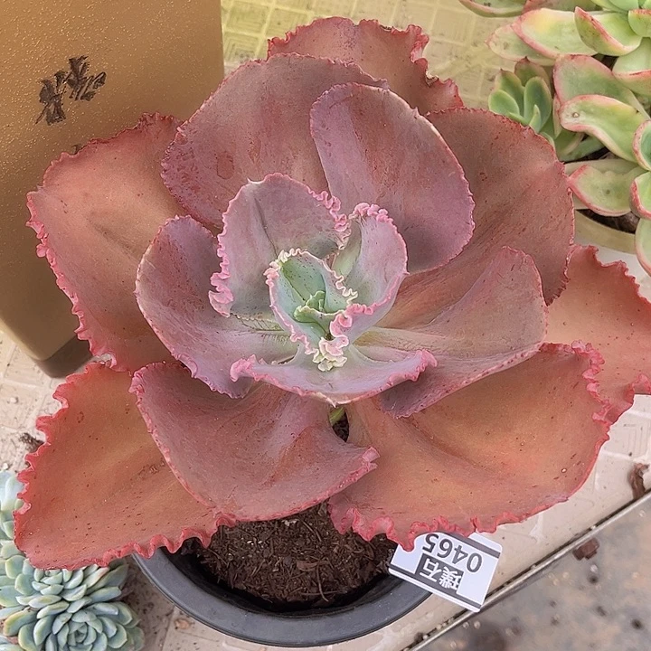 法国皇后0465多肉植物