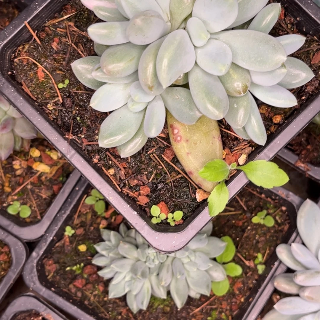 胖体哥特多肉植物186