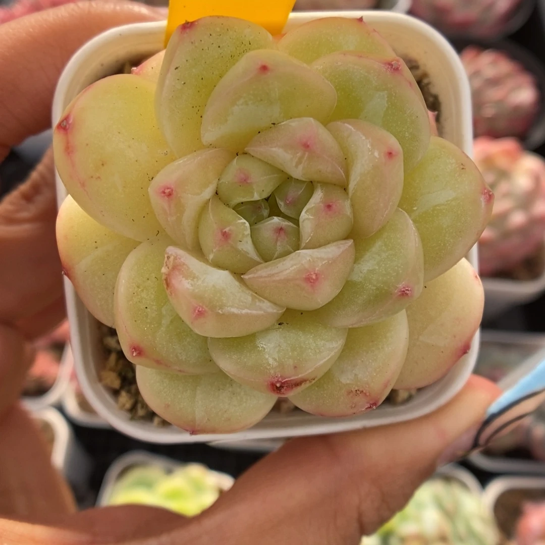 熊猫珍妮可拍2255号