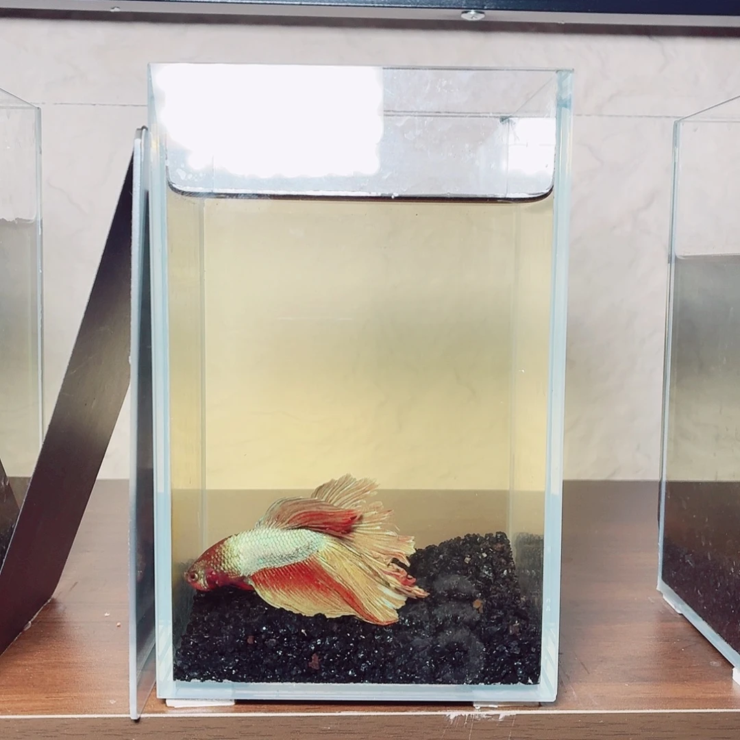 斗鱼彩金电摇半月