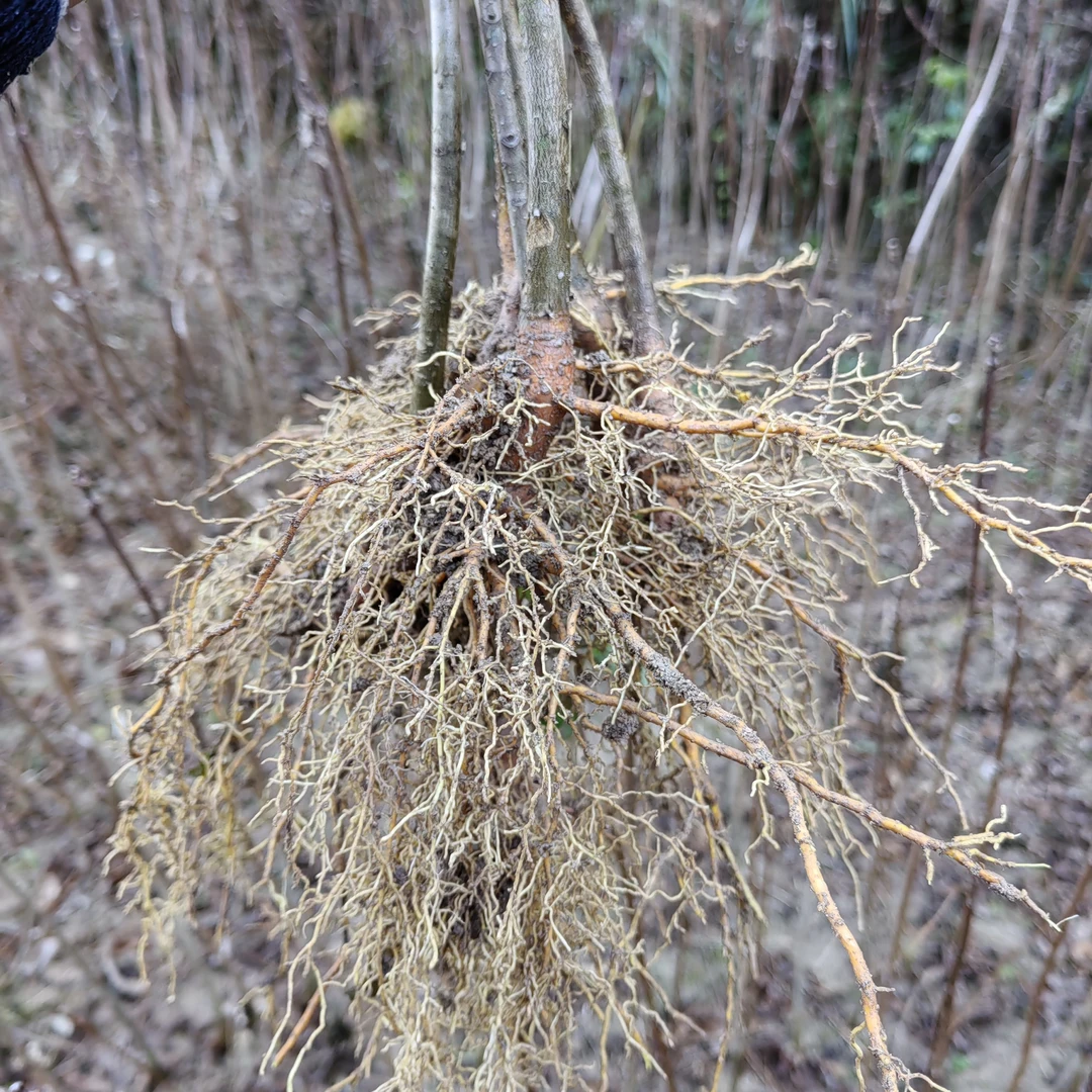 黄柏苗厚皮川黄柏剥皮卖黄柏树苗中药材黄柏树苗川黄柏苗圃黄柏苗