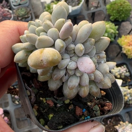 382醉美人缀多肉植物多