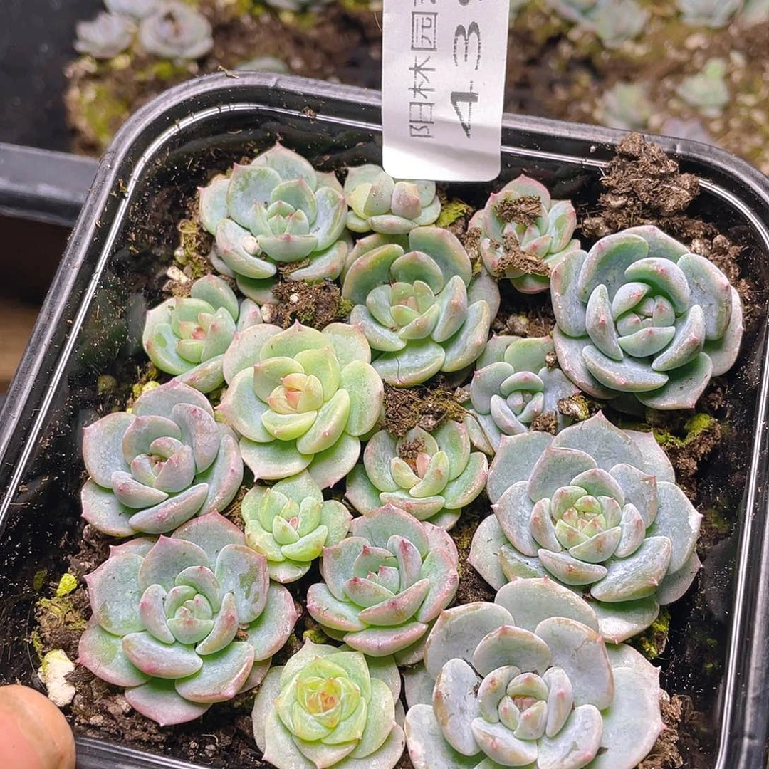 多肉植物多肉植物439