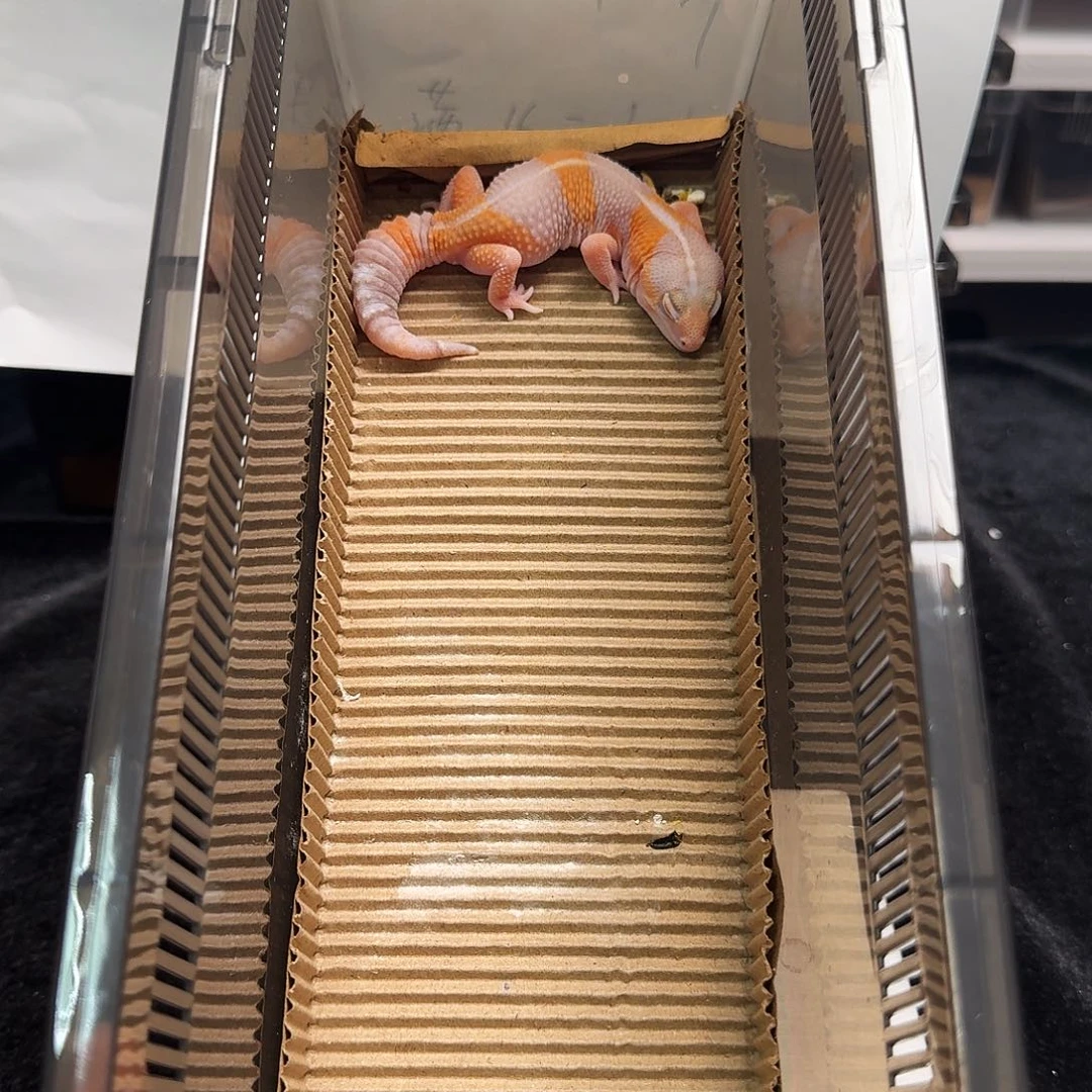 肥尾守宫直线玫瑰橘白！直接搞起！