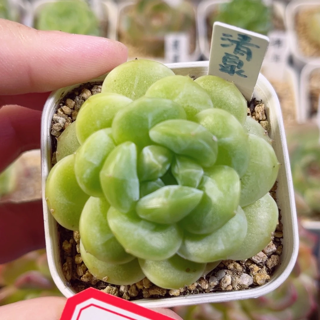A920 一物一拍 清泉