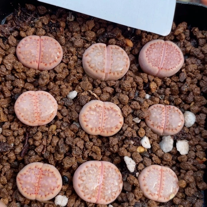 600粉饼干c171一颗