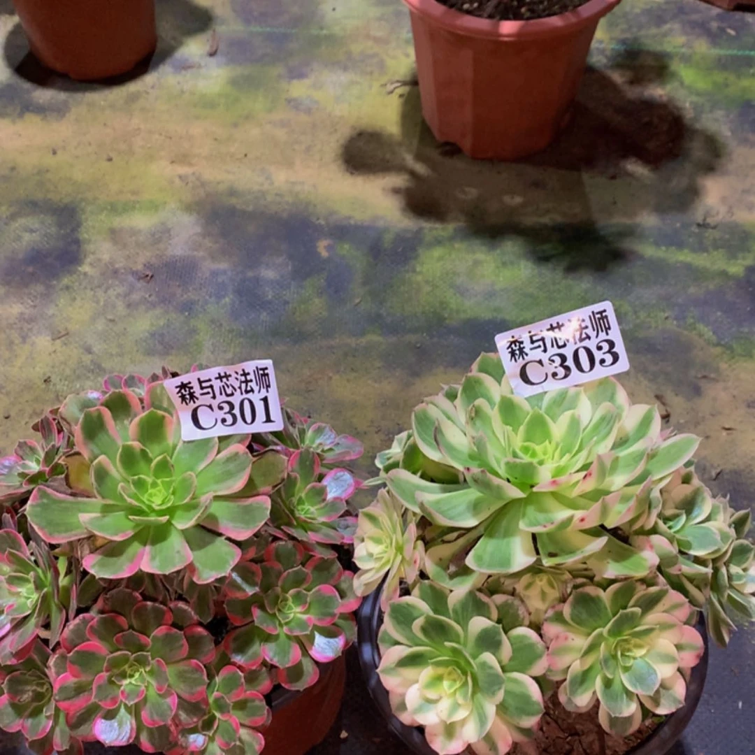 【闪购商品】301.303安娜，海王