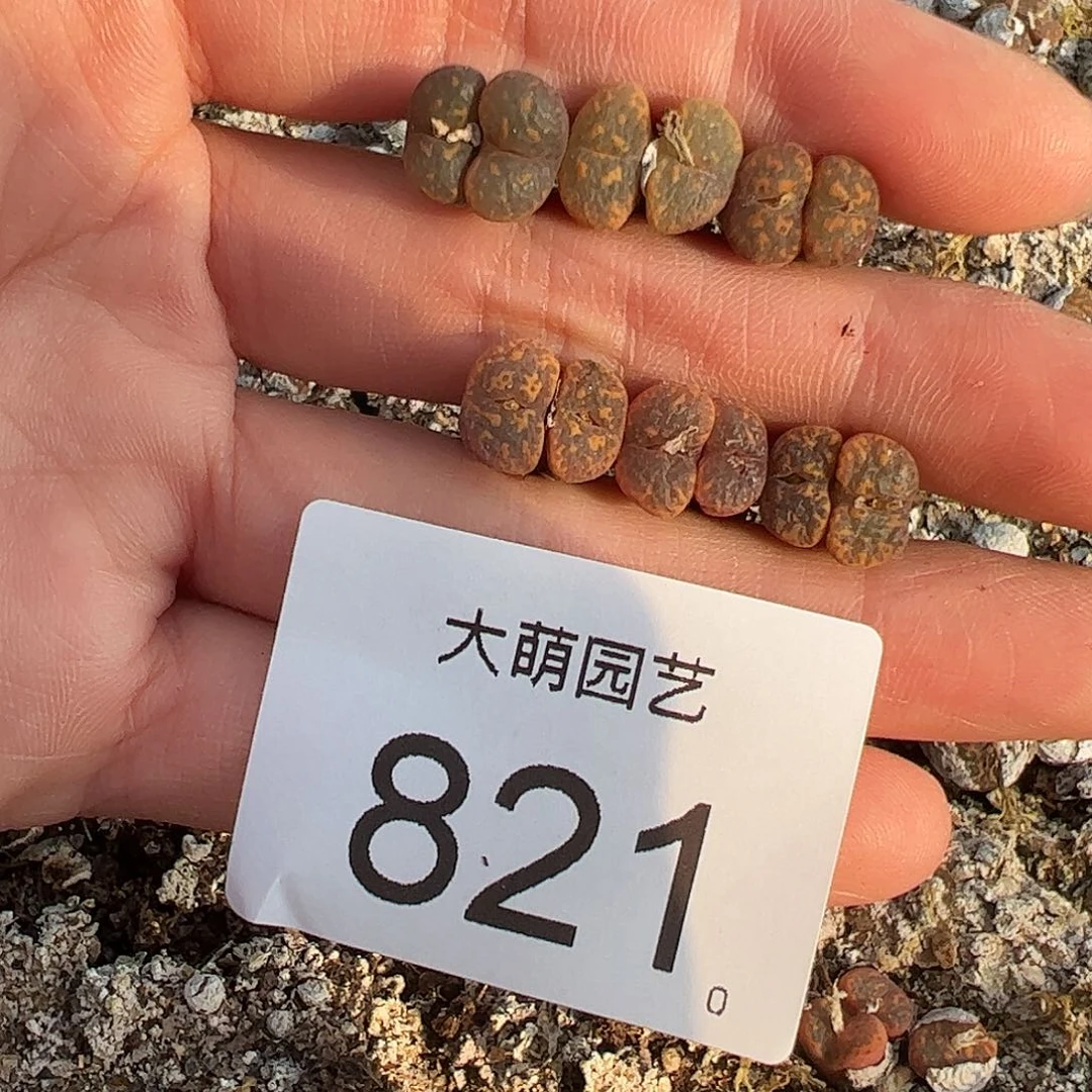 0000821量拍橙子帕蒂勋章双头6颗