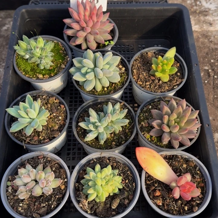 180多肉植物一物一拍