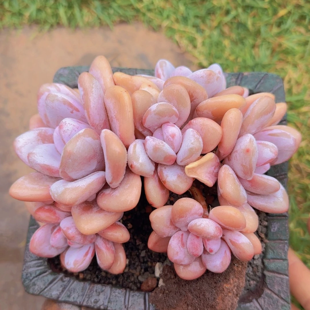 粉兔多肉植物多肉植物