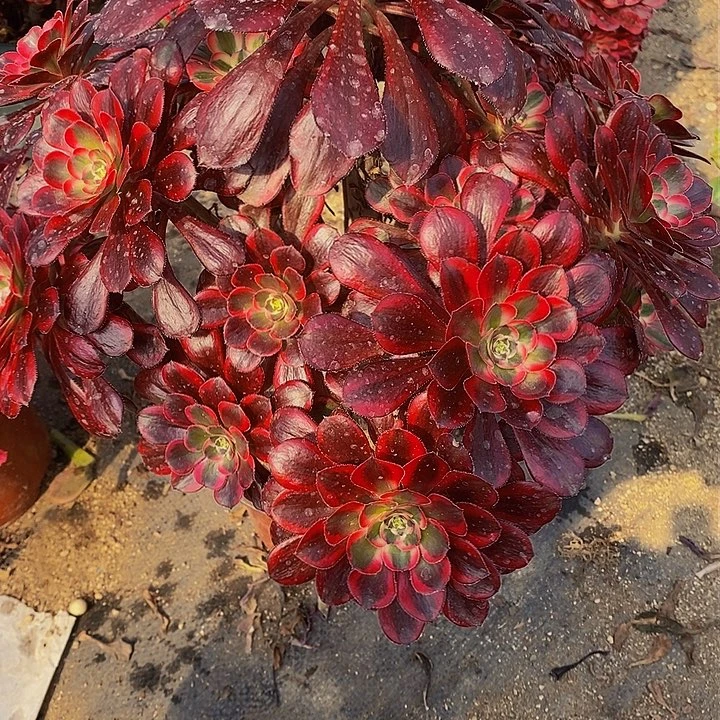 多肉丽娜684多肉