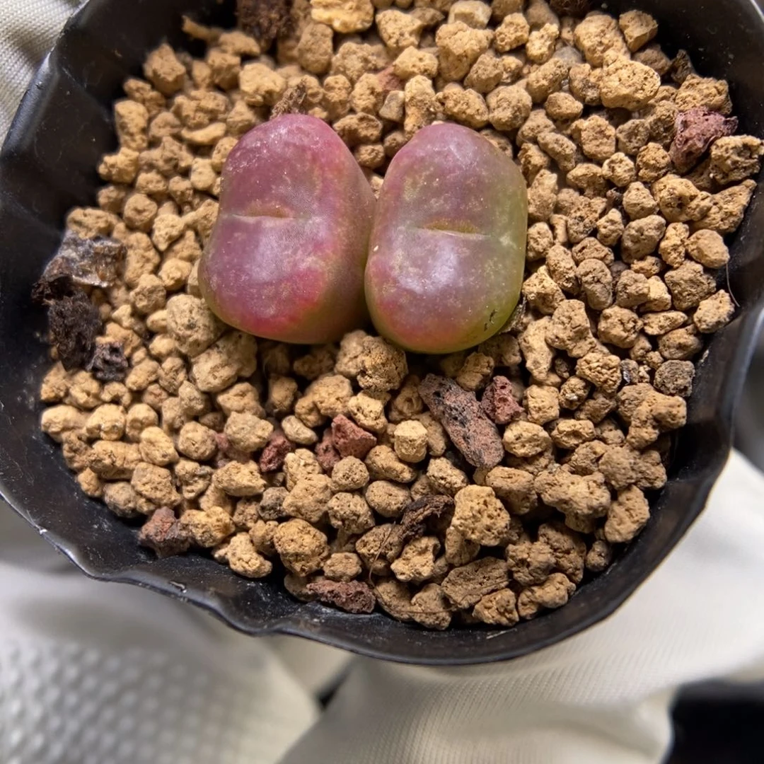 多肉植物肉锥杂交K-3691