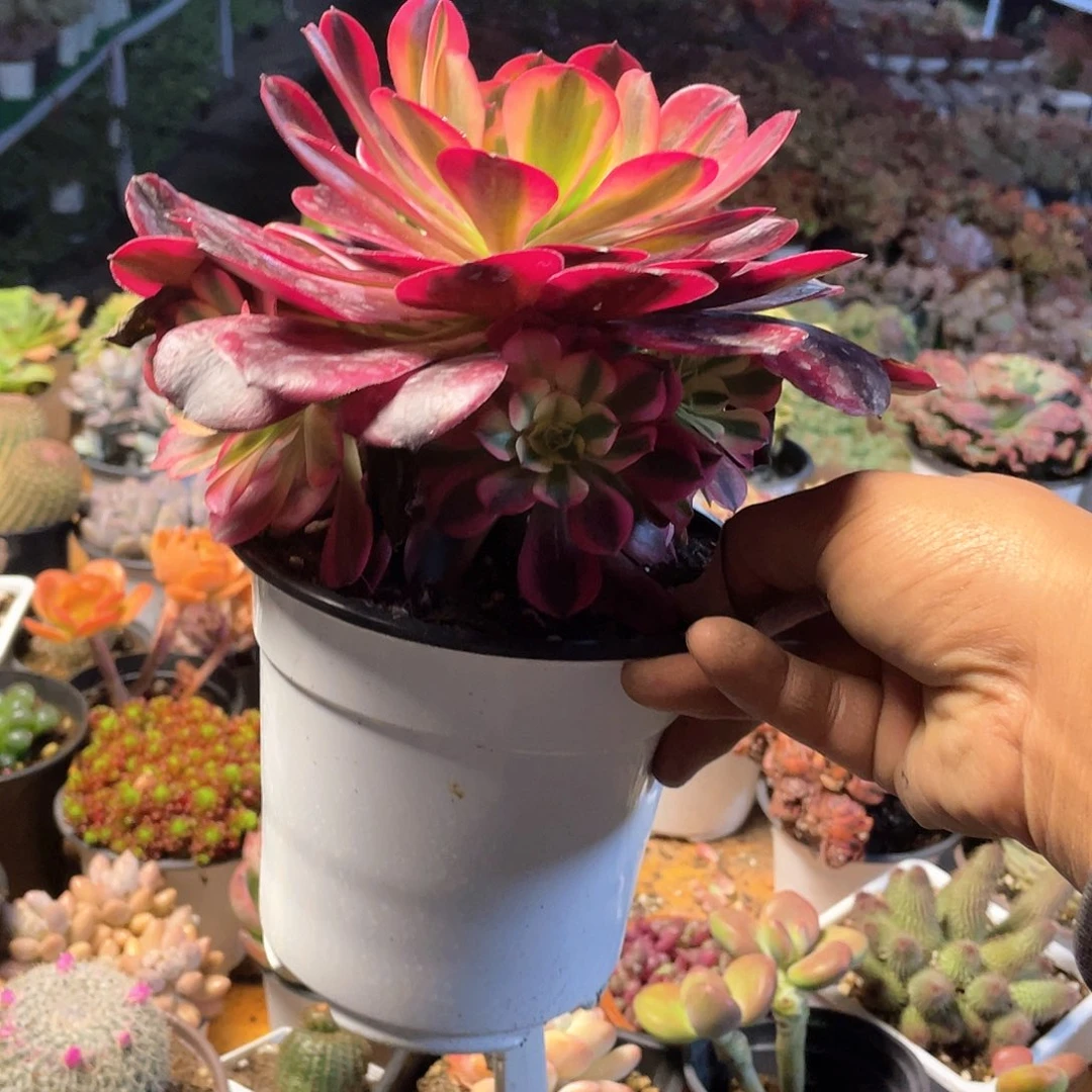 美杜莎法师手捧带盆发货