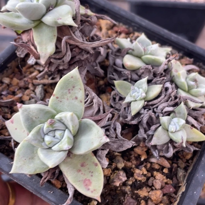 野生苹果叶处理福利