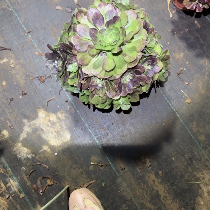 一单包邮不包断枝15