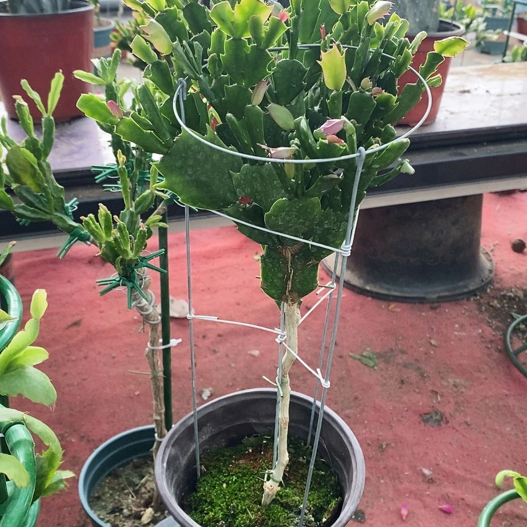 余***好无花朵福利款双色