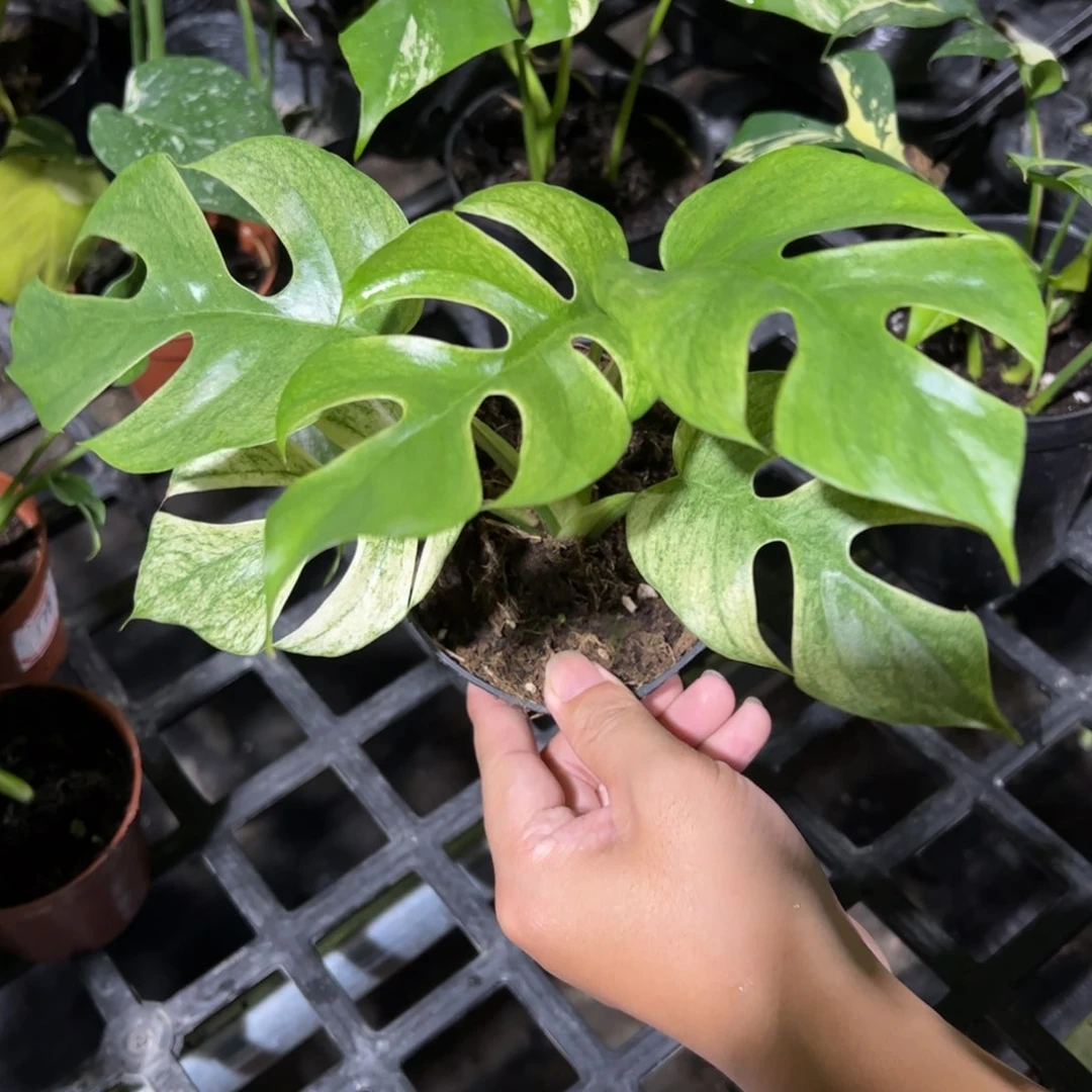 完全开放芯片姬龟背