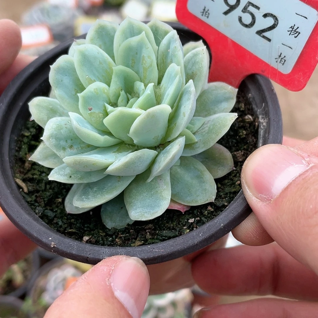 【闪购商品】952号